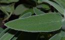 image of Phlomis fruticosa