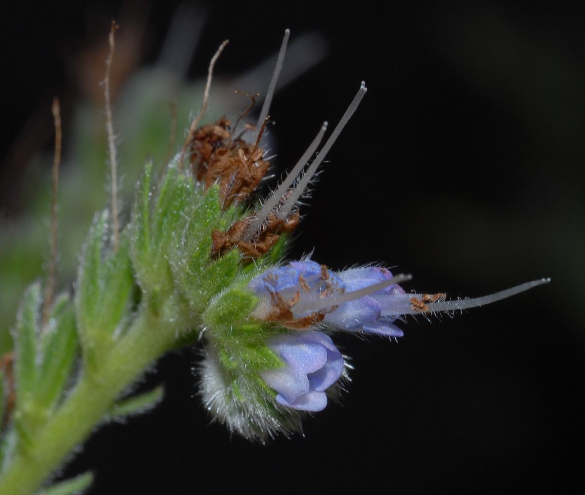 Boraginaceae Echium candicans