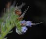image of Echium candicans