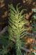 image of Echium candicans