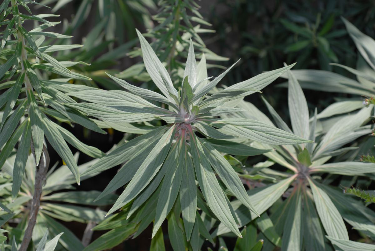 Boraginaceae Echium candicans
