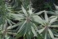image of Echium candicans