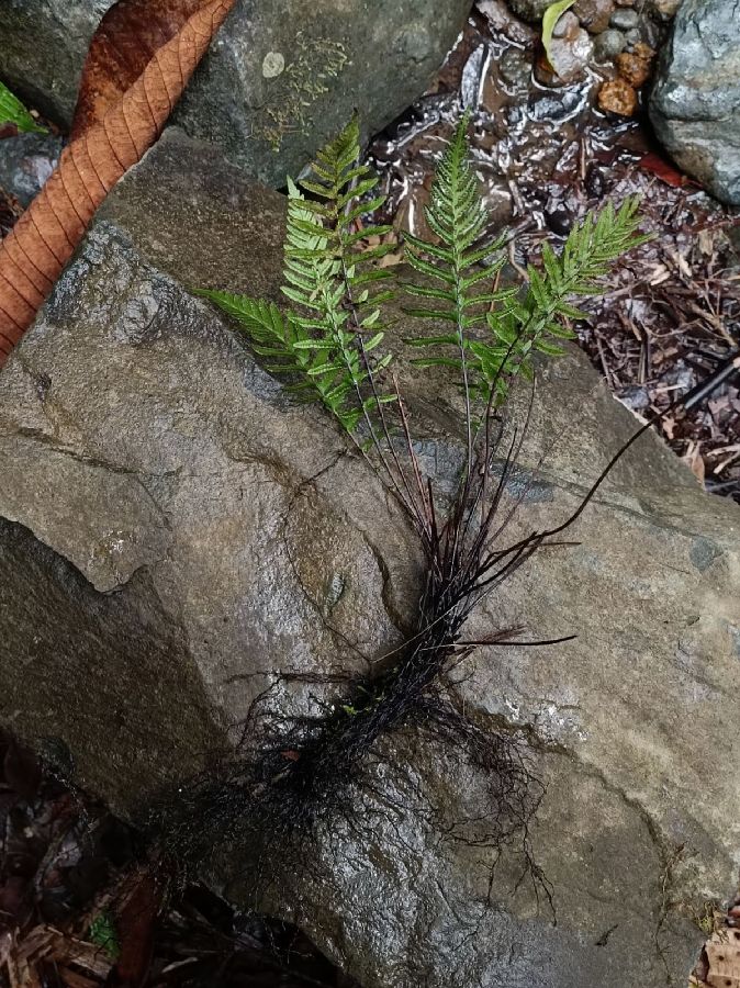 Thelypteridaceae Amauropelta aspidioides
