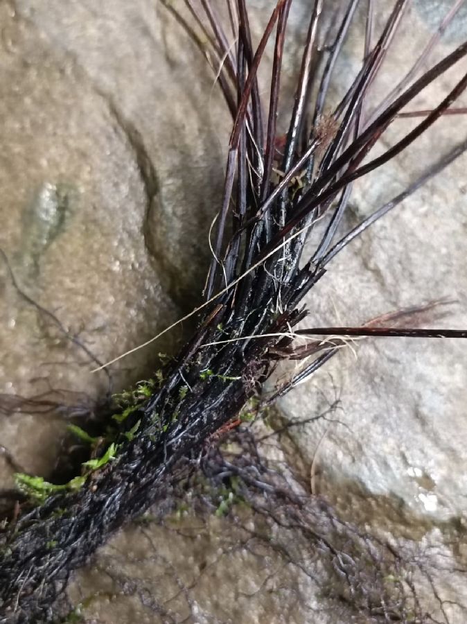 Thelypteridaceae Amauropelta aspidioides