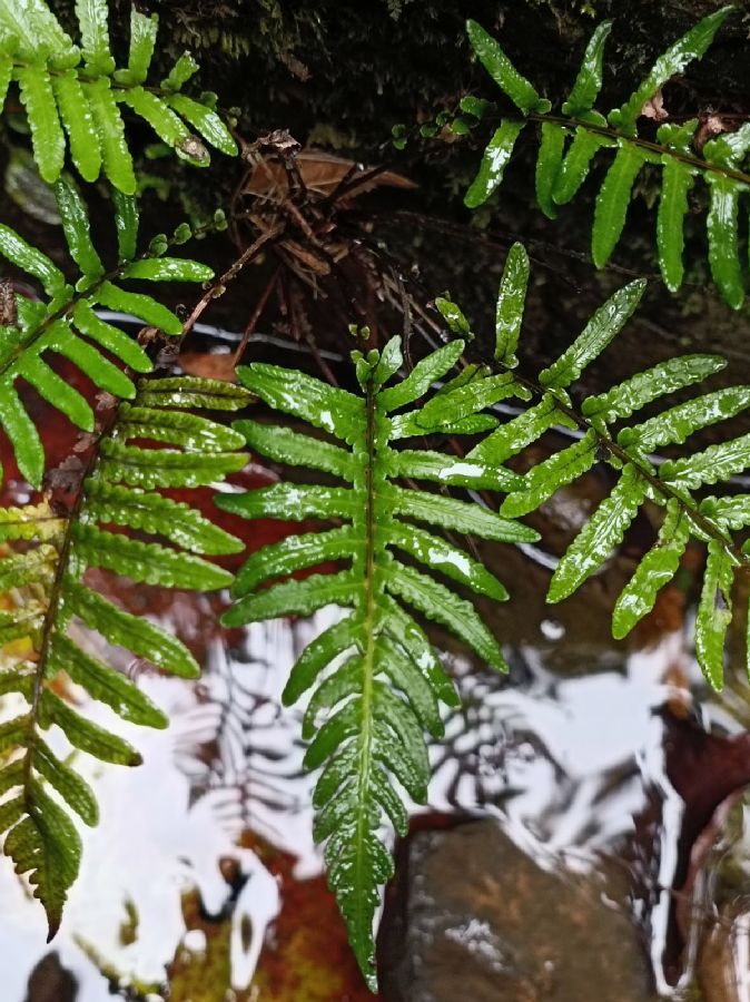 Thelypteridaceae Amauropelta aspidioides