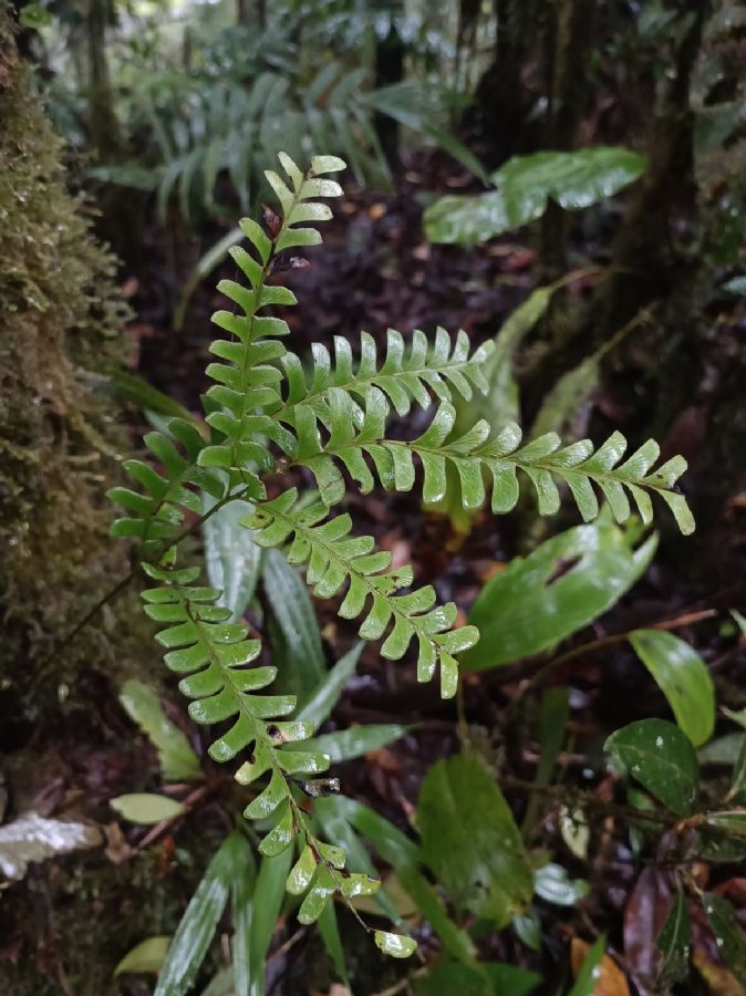 Lindsaeaceae Lindsaea lancea