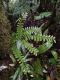 image of Lindsaea lancea