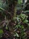 image of Lindsaea lancea