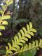 image of Lindsaea lancea
