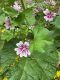 image of Malva sylvestris