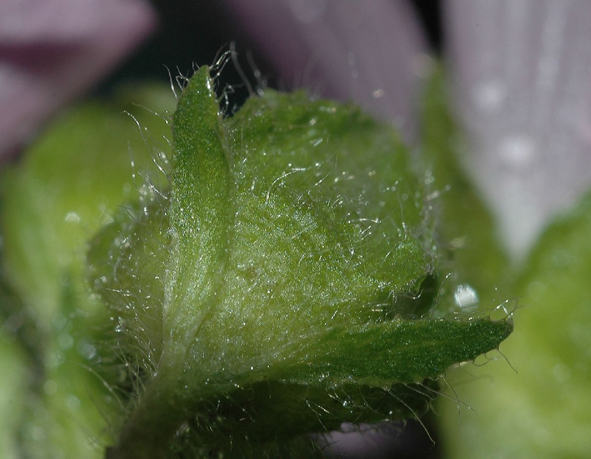 Malvaceae Malva moschata