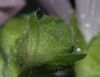 image of Malva moschata
