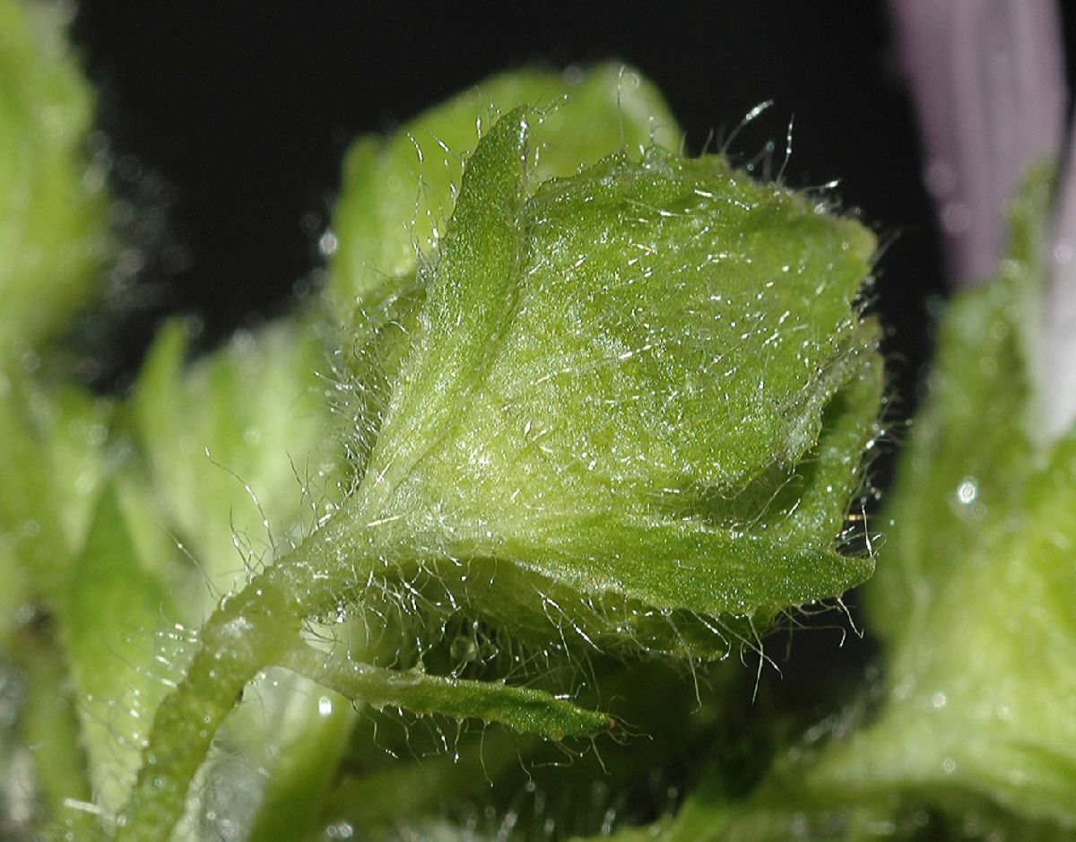 Malvaceae Malva moschata