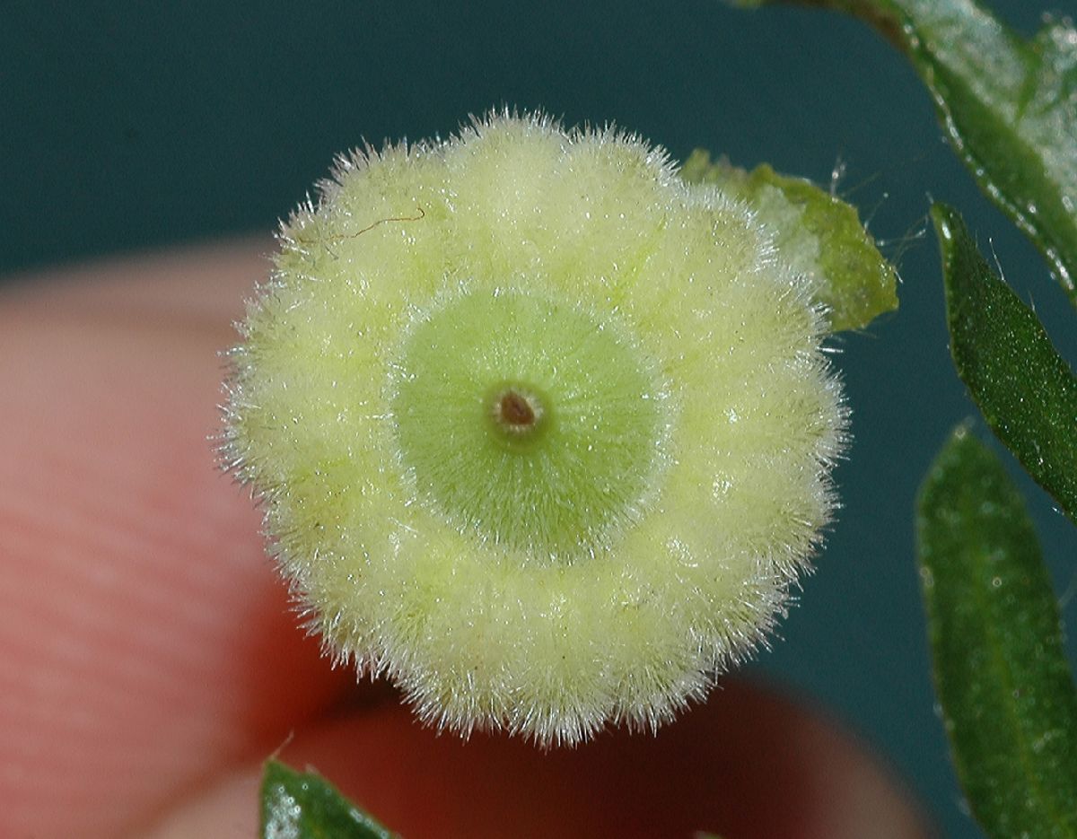 Malvaceae Malva moschata