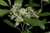 image of Cornus racemosa
