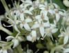 image of Cornus racemosa