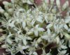 image of Cornus racemosa