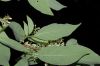 image of Cornus racemosa