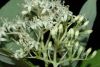 image of Cornus racemosa