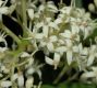 image of Cornus racemosa