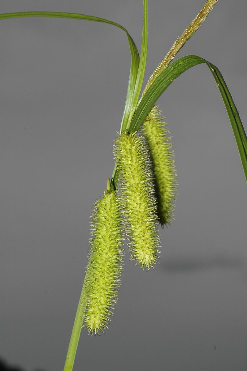 Cyperaceae Carex comosa