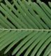 image of Metasequoia glyptostroboides