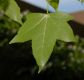 image of Liquidambar styaciflua