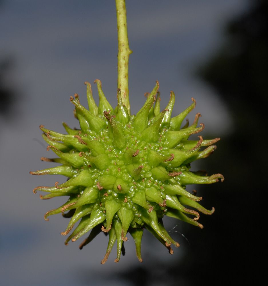 Altingiaceae Liquidambar styaciflua