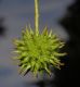 image of Liquidambar styaciflua