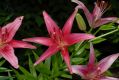image of Lilium 