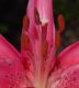 image of Lilium 