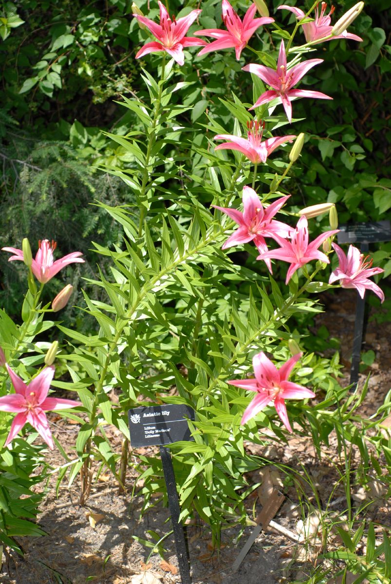 Liliaceae Lilium 