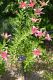 image of Lilium 