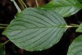 image of Cornus controversa