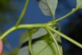 image of Cornus controversa