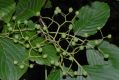 image of Cornus controversa