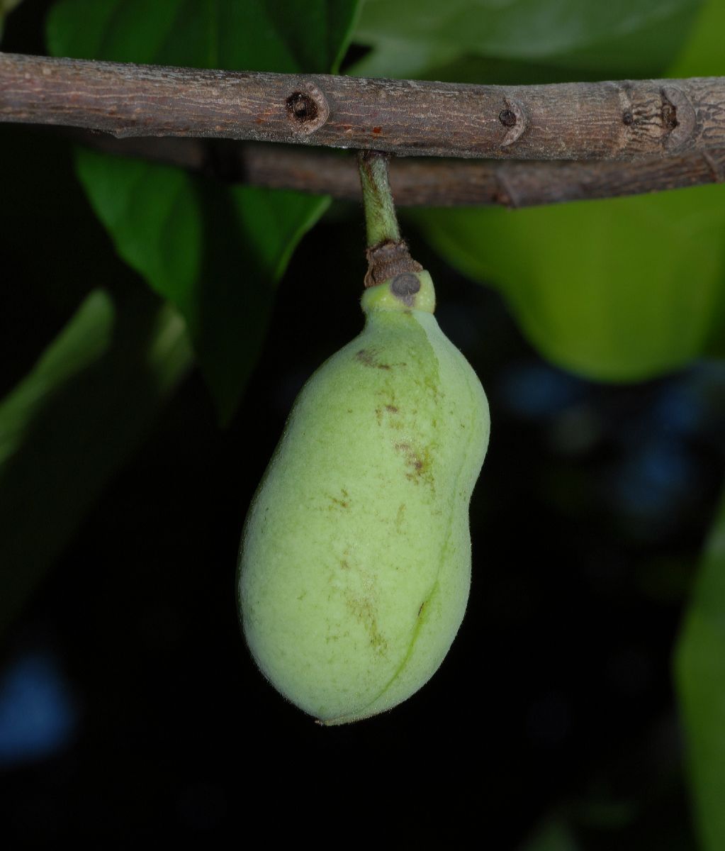 Annonaceae Asimina triloba