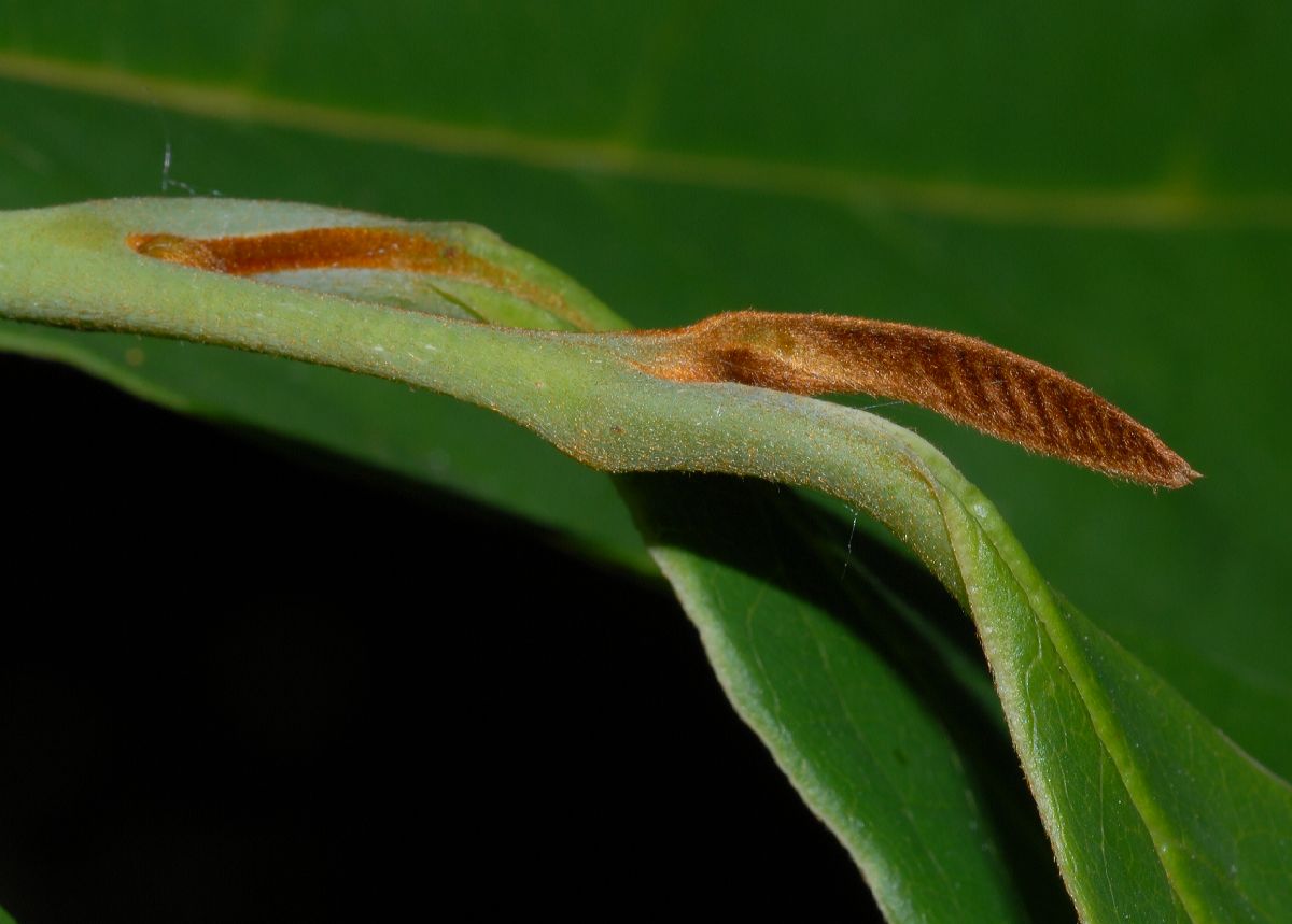 Annonaceae Asimina triloba