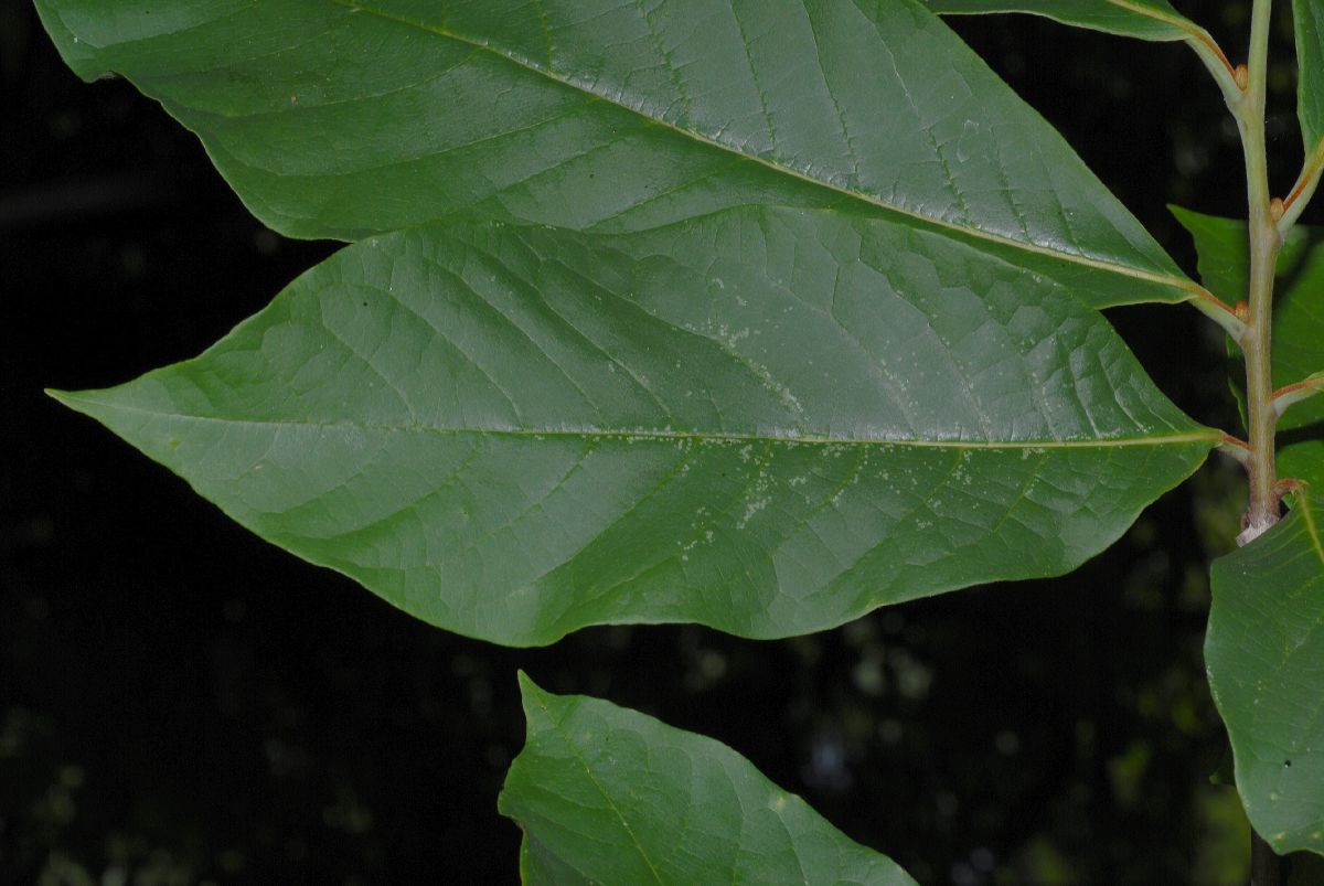 Annonaceae Asimina triloba