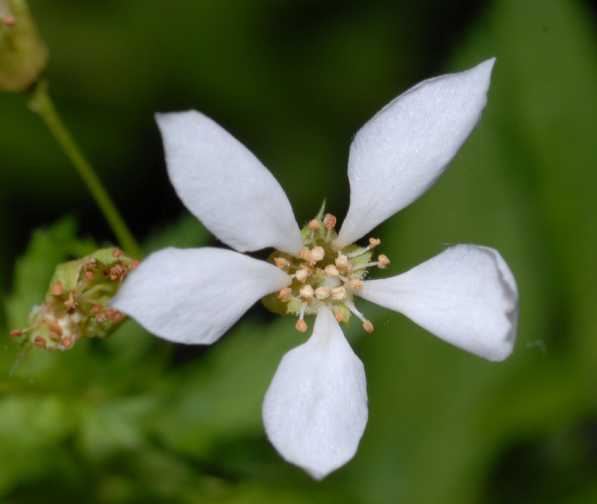 Rosaceae Porteranthus stipulatus
