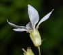 image of Porteranthus stipulatus