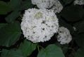 image of Hydrangea arborescens
