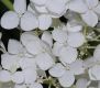 image of Hydrangea arborescens