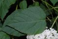 image of Hydrangea arborescens