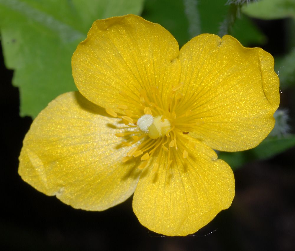 Papaveraceae Stylophorum lasiocarpum