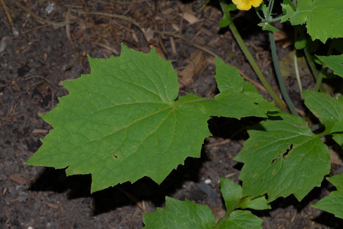 Papaveraceae Stylophorum lasiocarpum