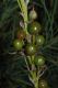 image of Asphodeline lutea