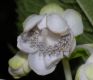 image of Deinanthe bifida