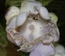 image of Deinanthe bifida