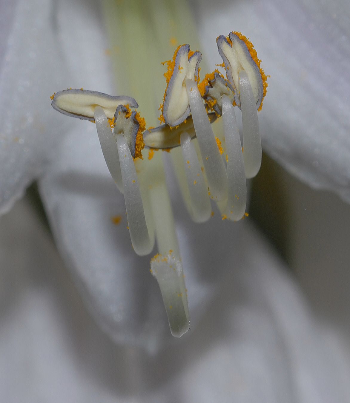 Asparagaceae Hosta sieboldiana